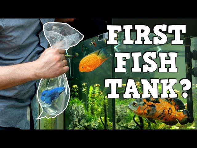 A MUST WATCH For New Fish Keepers! FIRST AQUARIUM! K.F.K.F.K.