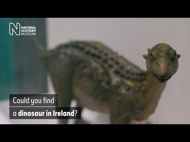 Can you find dinosaur fossils in Ireland? | Natural History Museum