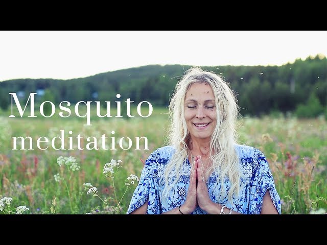 The Secret Art of Mosquito Meditation