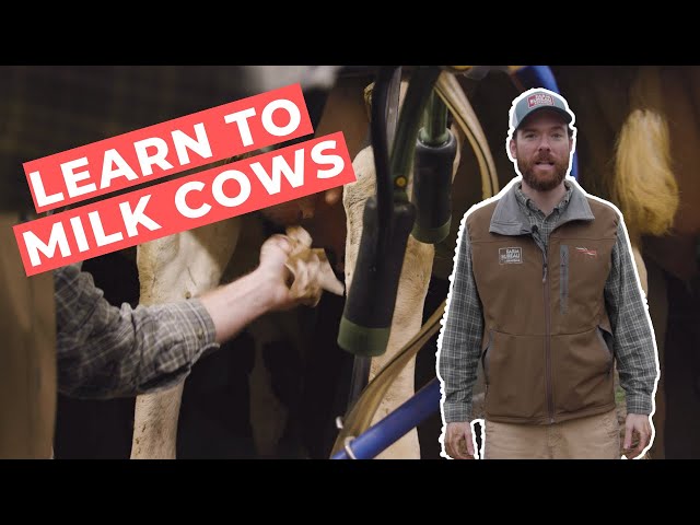 Filthy Farm Jobs | Ep. 2 | Philip Learns to Milk Cows
