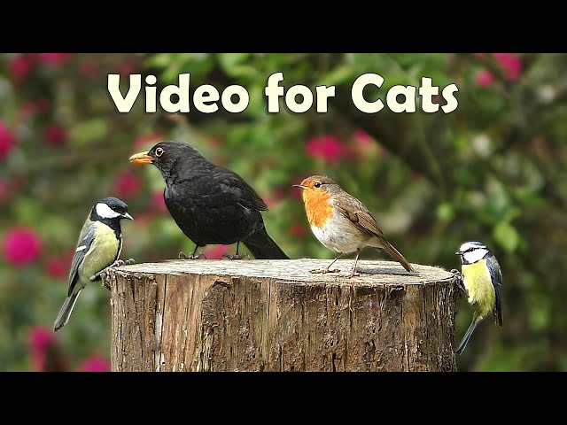 Videos for Cats : Beautiful Morning Birdsong