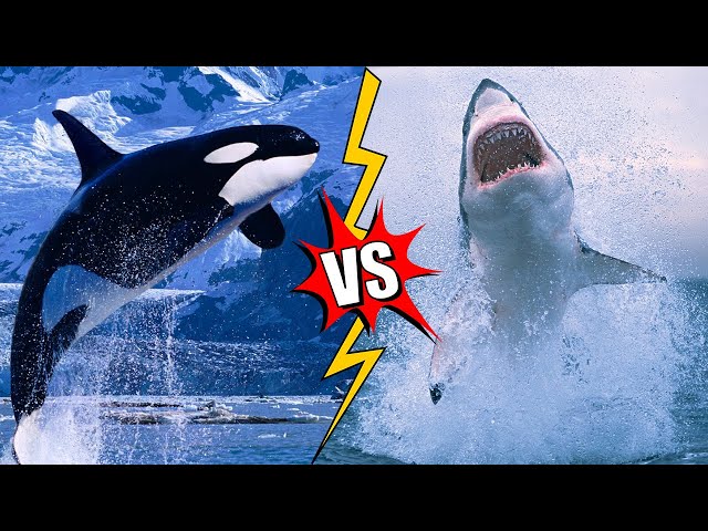 KILLER WHALE VS GREAT WHITE SHARK - Who is The King of The Ocean?