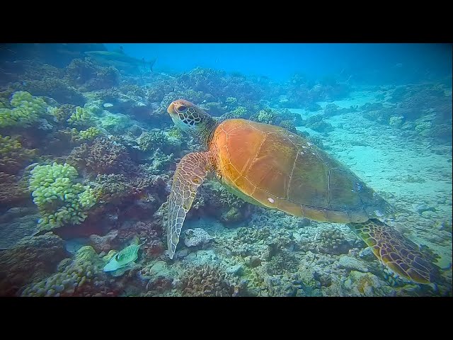 Scuba Diving with Sharks & Turtles on the Island of Moorea in Tahiti