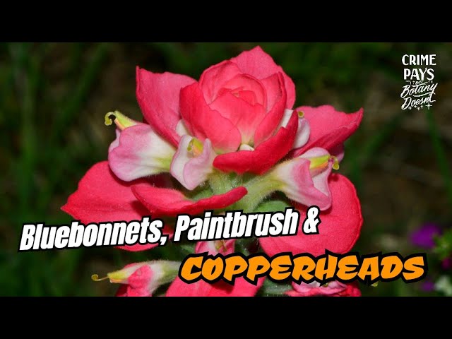 Copperheads, Texas Bluebonnets & Paintbrushes