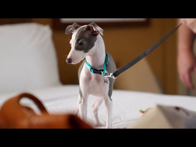 The Arrival of Nelly (Italian Greyhound Puppy) || Sony a7S III, S-Log3 Sample Footage