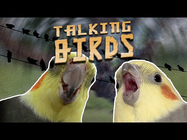 Talking Birds Compilation