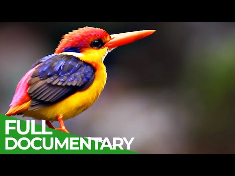 Flying Rainbow - An Epic Tale of Survival | Free Documentary Nature