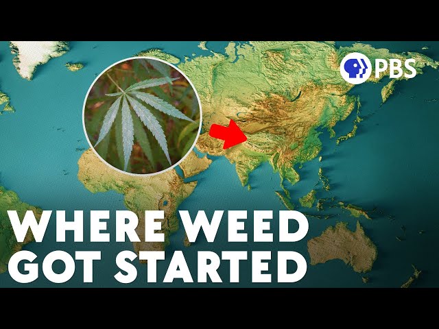 The Hazy Evolution of Cannabis