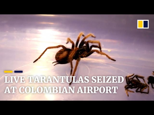 More than 140 tarantula spiders found being smuggled in a chess set at Colombian airport