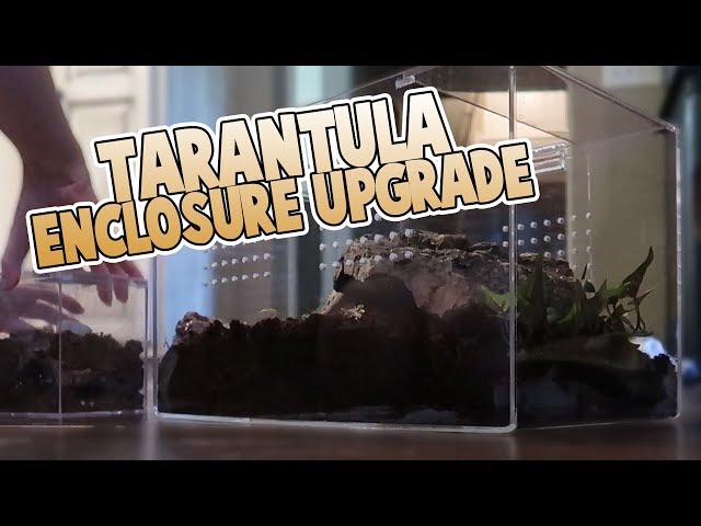 New Tarantula Terrarium! | Family Baby Vlogs