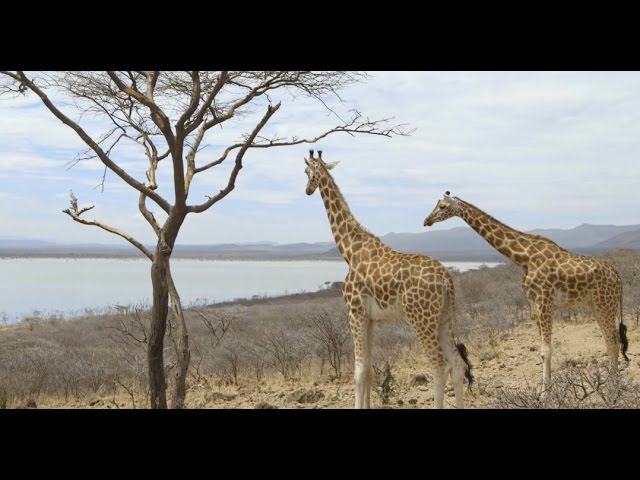 Saving Giraffes From Extinction