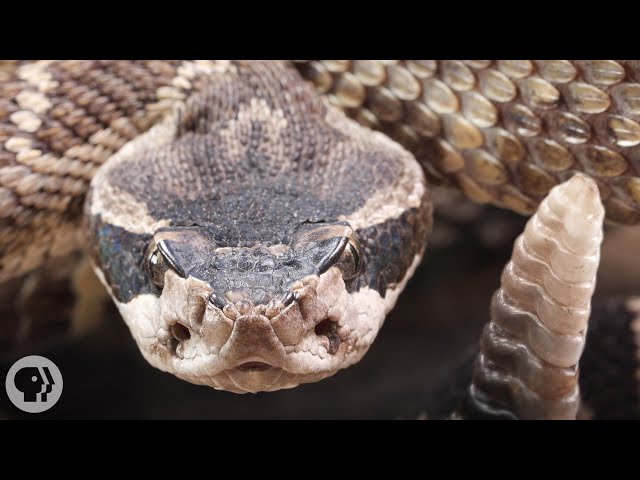 Look Inside a Rattlesnake's Rattle | Deep Look