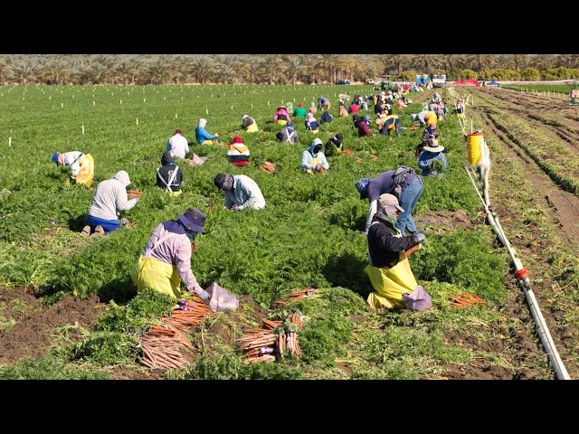 How American Farm Workers Harvest Millions Of Tons Of Vegetables - Farming Documentary