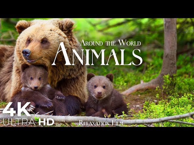 Cute Animals 4K 🌳 Animal Families - Relaxation Film by Peaceful Relaxing Music in Video Ultra HD