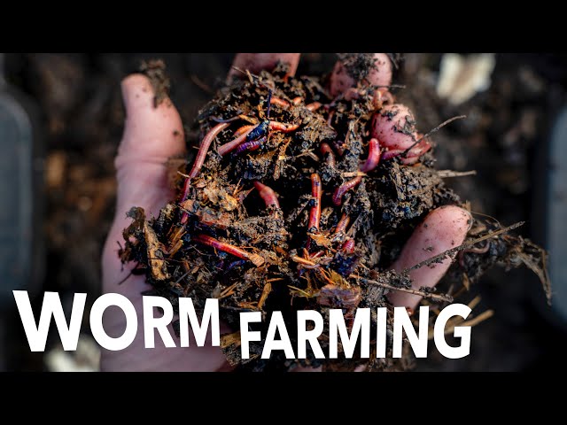 Vermicompost and Worm Breeding at Any Scale || Arizona Worm Farm