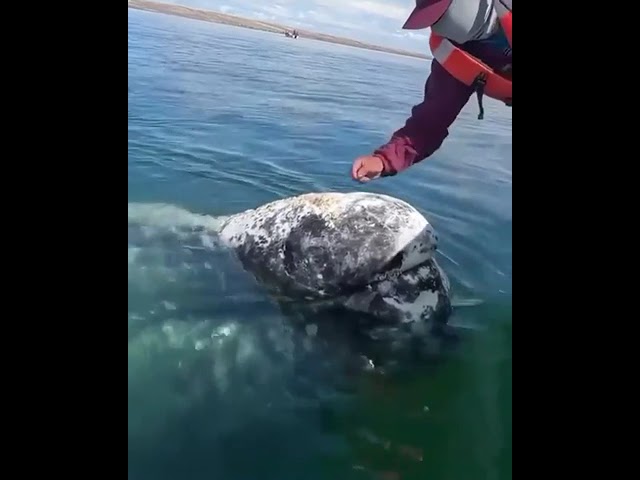 🔥 Whale let boat Captain to remove lice from his head.. #beautiful #nature #amazing