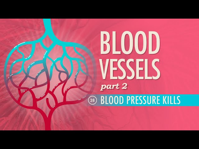 Blood Vessels, Part 2: Crash Course Anatomy & Physiology #28