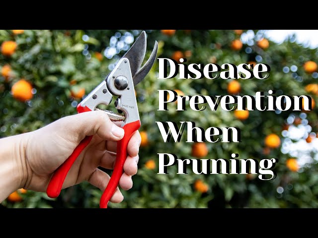 Pruning Fruit Trees to Prevent Disease