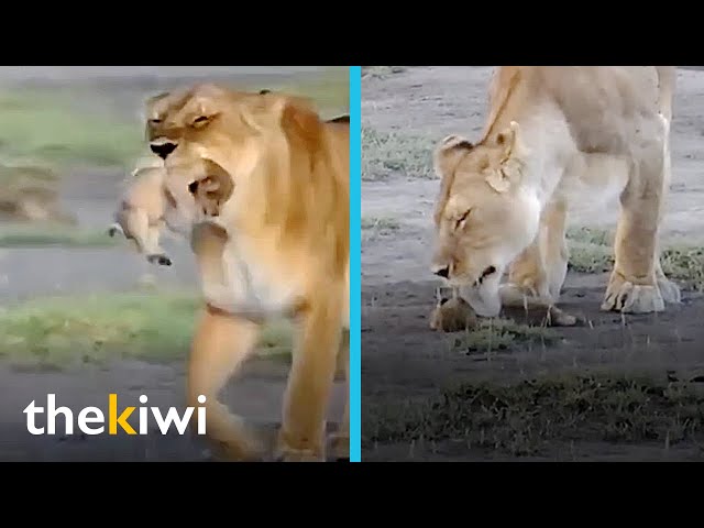 A lioness says goodbye to her cub forever