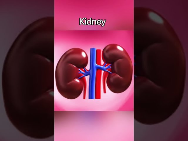 iPhone 14 = Kidney | #iphone14