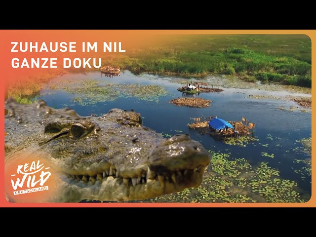 Die gefährlichsten Tiere im mächtigsten Fluss der Welt | Doku | Real Wild Deutschland