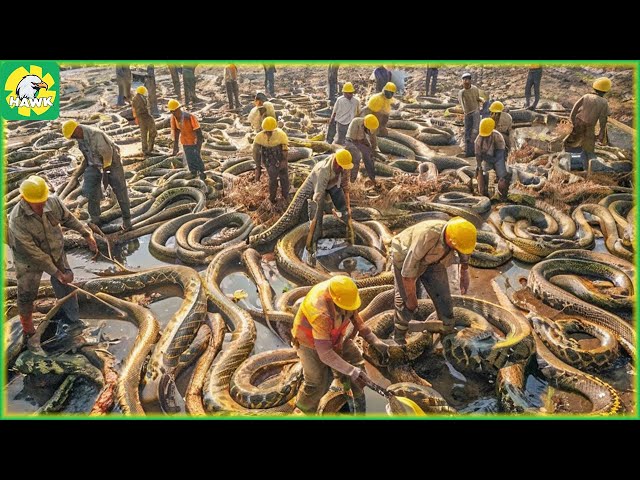 🐍 This is Why Australia Banned Eating Snakes | Farming Documentary