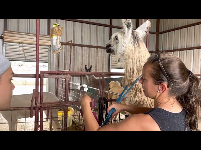 How to halter a llama, llama haltering 101