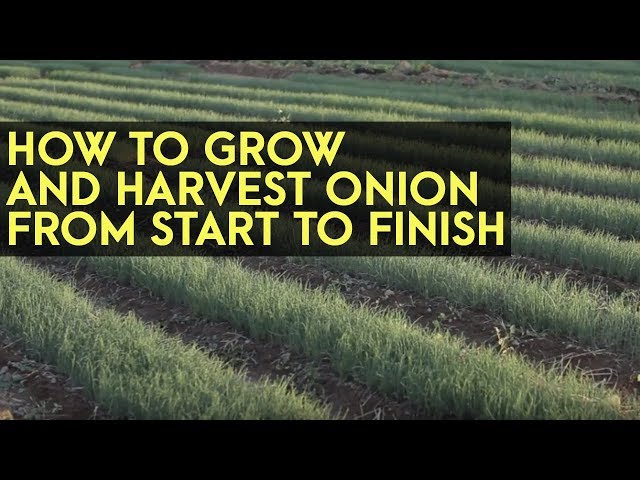 How to Plant, Grow and Harvest Onions from Start to Finish: Full Instructional Video