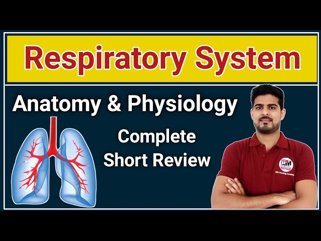 Respiratory system Basics | Anatomy and Physiology short Review