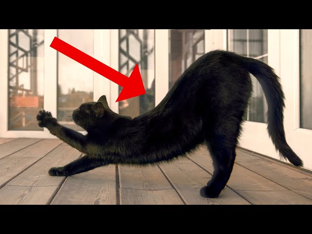 Weird Things Cats Do When They See Their Owners and Why