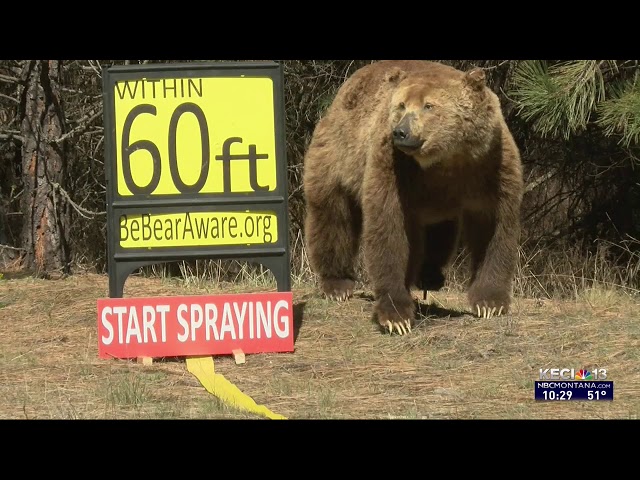 NBC Montana Bear Expert Gives Safety Advice to Hikers for Upcoming Season