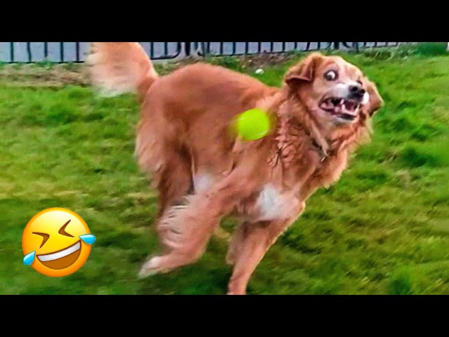 Funny Animal Videos 2023 🥰 - Funniest Dogs and Cats Videos 😁 #6