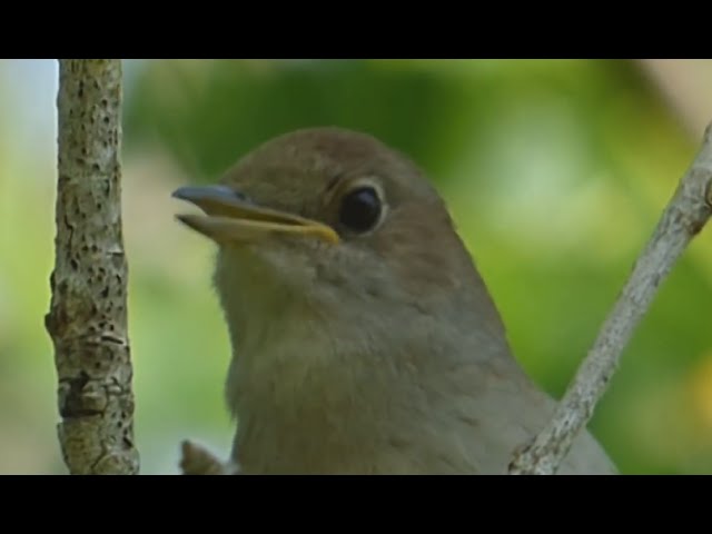 Ptice Hrvatske - Slavuj (Luscinia megarhynchos) (Birds of Croatia - Nightingale) (1/6)