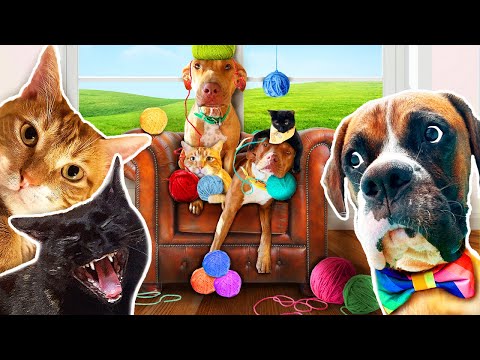 Videos of Cats and Dogs Playing