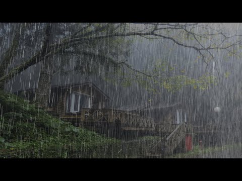 rain sounds in foggy forest at night