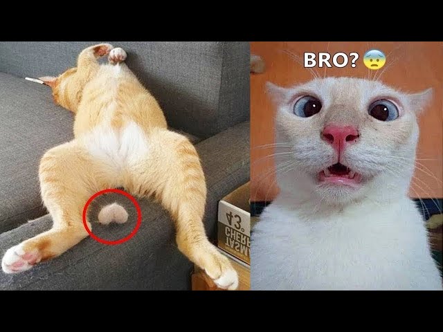 New Funny Animals 😹 Funniest Cats and Dogs 2023 🤣🐶 Part 6
