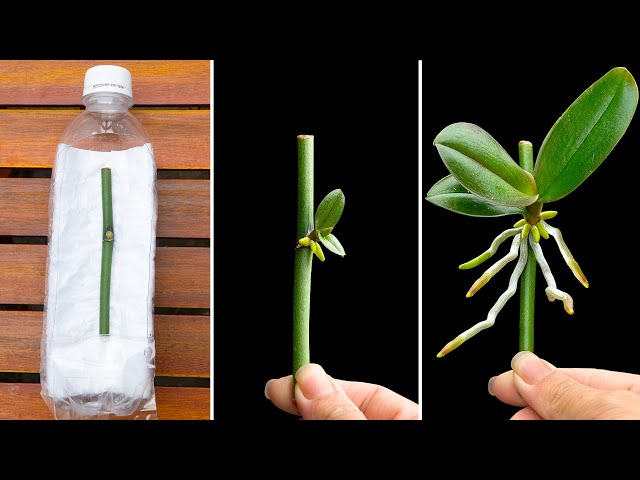 Special secret method, Helps orchids root and bloom after only 1 month