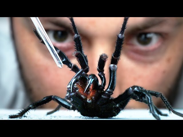 Milking the World's Most Venomous Spider | मकड़ी के ज़हर की दवा कैसे बनायी जाती है