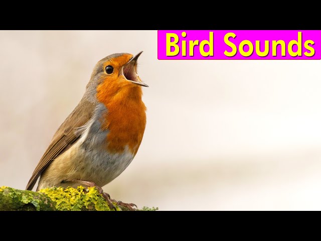BIRD PICTURES with Sounds and Names in English