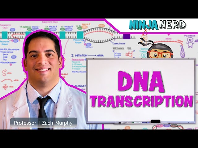 Cell Biology | DNA Transcription 🧬