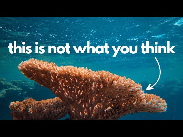 Do you know what corals actually are?
