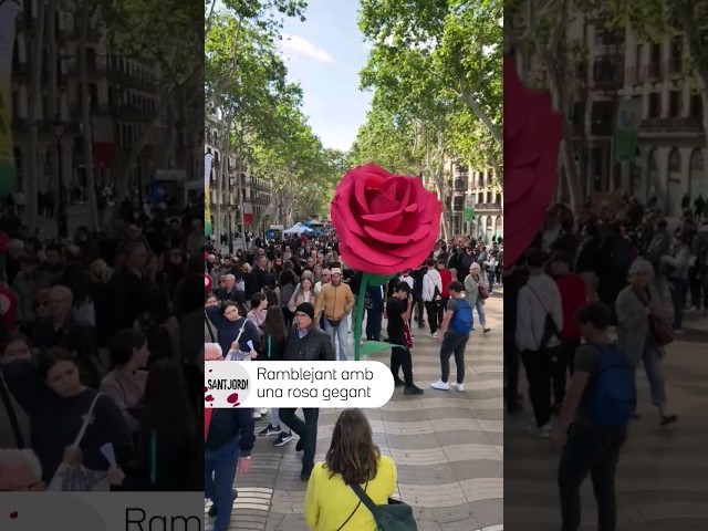 🌹 📖 Ramblejant amb una rosa gegant. #SantJordi3Cat #Som3Cat #Rambla #SantJordi #Barcelona