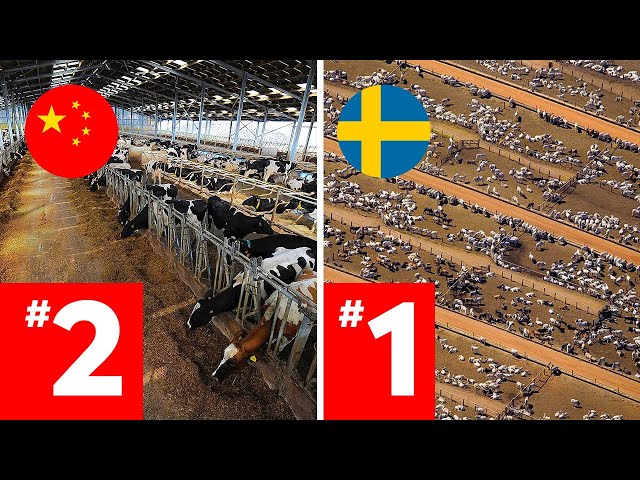 LARGEST Cattle Farms Around The World RANKED!