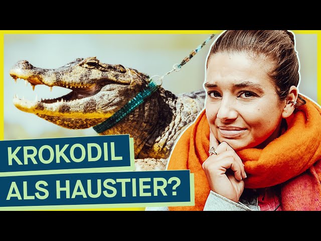 Exotische Tiere für zuhause: Wie easy kommt man an Krokodil, Tiger & Co als Haustier?