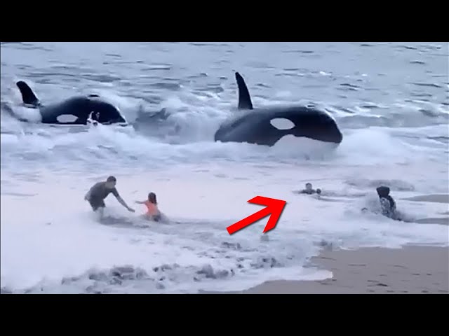 If These Moments With Animal Were Not Filmed, No One Would Have Believed Them