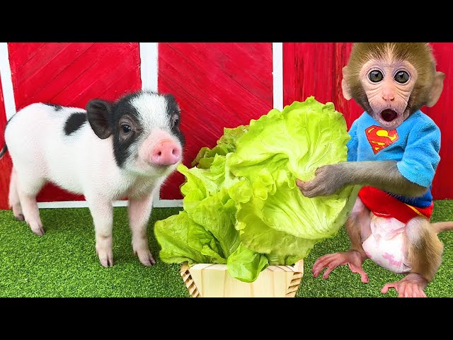 Monkey Baby Bon Bon goes to harvest vegetables and eat watermelon with piglets on the farm