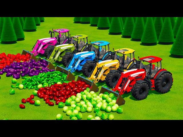 TRANSPORTING RED BEANS, CABBAGE, CUCUMBER, EGGPLANT & PEPPERS WITH CASE TRACTORS - Fs 22