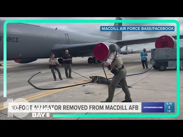 Nearly 10-foot alligator found at MacDill Air Force Base
