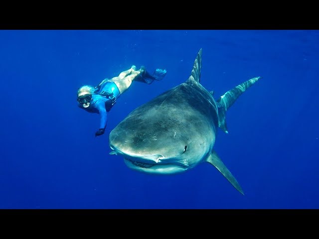 GoPro: Freediving with Tiger Sharks in 4K
