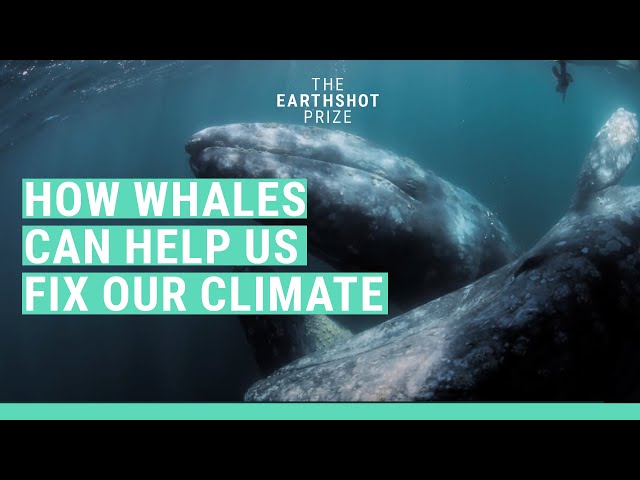 These whales have a mighty impact on our climate | The Earthshot Prize